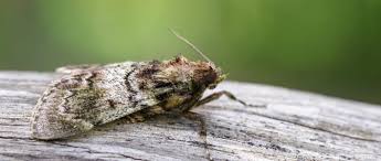 Motten Tipps Zur Richtigen Bekampfung Und Vorbeugung Das Tierlexikon