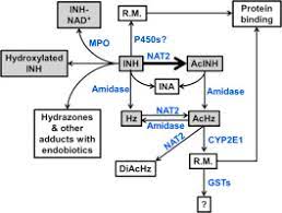Isoniazid Metabolism And Hepatotoxicity Sciencedirect