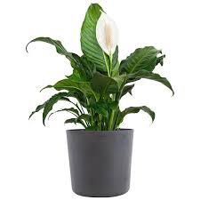 Image result for Spathiphyllum