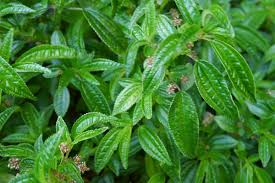 Image result for Pilea rivularis