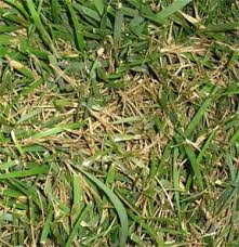 This can be avoided to a large extent by cutting the grass at a greater height and aerating your lawn. Grass Fungus Tips On Identifying And Treating Of Lawn Fungus