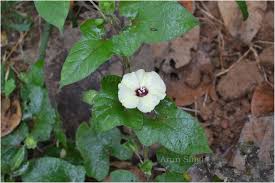 Image result for Hewittia