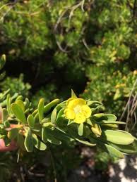 Image result for Suriana maritima