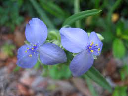 Things that are poisonous to dogs come in lots of different forms. Tradescantia Wikipedia