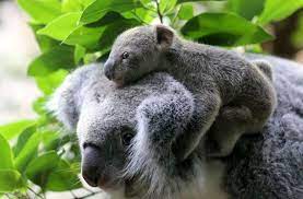 The milk that the young pinkie receives is high in carbohydrates and low in. Australien Koala Baby Ash Geboren Hoffnung Nach Den Buschbranden Panorama Stuttgarter Zeitung