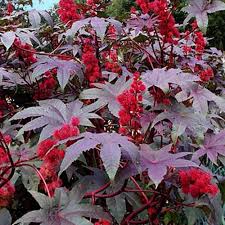 Image result for Ricinus