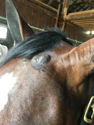 How are lung and airway disorders diagnosed in horses? All About Sarcoids Us Equestrian