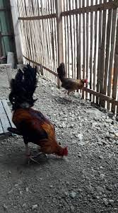 4,492 likes · 51 talking about this. Jual Produksi Ayam Pilipin Super Peru Cros Amerika Material Breding Eltoro Bucher Mexico Crosing Ninja Facebook