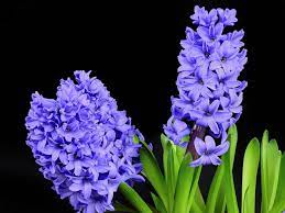 Free Image On Pixabay Hyacinth Flower Blossom Bloom Fragrant Flowers Types Of Flowers Purple Flowers