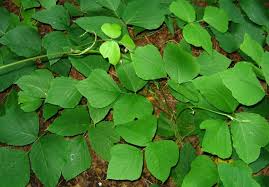 Image result for Pueraria