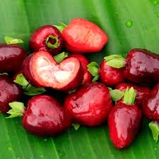 Resultado de imagen para eugenia aggregata cherry of the rio grande