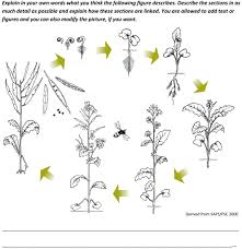 Read the phase to answer the questions 1 through 10. Understanding Students Conceptions Of Plant Reproduction To Better Teach Plant Biology In Schools Lampert 2019 Plants People Planet Wiley Online Library