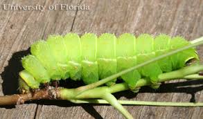 Find out your caterpillar's name, type, what it eats, if it's rare, if it's invasive, if it stings, if it's poisonous, if it can be raised by hand, what it turns into, and more. Luna Moth Actias Luna Linnaeus