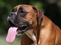 Les créoles sont habitués, les locaux gardent le sourire. 20 Races De Chiens Qui Supportent Mal La Chaleur
