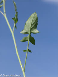 Image result for Sisymbrium orientale