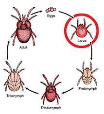 In light of the forenamed types of com­ mensal ism, these criteria are indispensible in a symbiotic study. Mites That Bug People Nc State Extension Publications