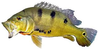 Download this free cichla ocellaris peacock bass dekstop wallpaper for laptop mobile phone wallpaper in high resolution and use it to brighten your pc desktop, ipad, iphone, android, tablet and. Discriminate Among The 16 Species Of Peacock Bass Acute Angling