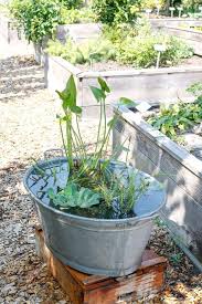 Wasser Ist Ein Beliebter Blickfang In Vielen Garte In 2020 Backyard Plants Garden Mini Garden