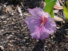 Image result for Chamaeclitandra henriquesiana