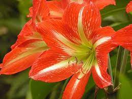 Amaryllis University Of Florida Institute Of Food And Agricultural Sciences Amaryllis Plant Amaryllis Plants
