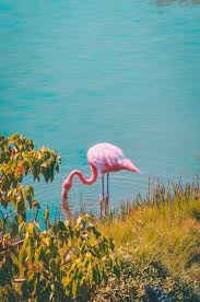 Pink Flamingo Near Grass Field Flamingo Pictures Flamingo Wallpaper Bird Pictures