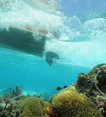 Whether you want to take a jaunt around the bay or sail around the world, you'll be ready. Terrifying Nemo New Study On Impact Of Boat Engine Noise On Fish Finds Clownfish Severely Bothered