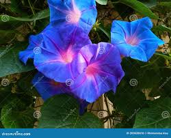 Image result for Ipomoea violacea