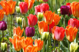 Dici tulipani e pensi all'olanda, o dici olanda e pensi ai tulipani. Dove Vedere I Tulipani In Olanda