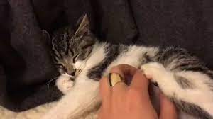 How to tame a feral cat youtube. How To Socialize Hissy Feral Kittens Youtube