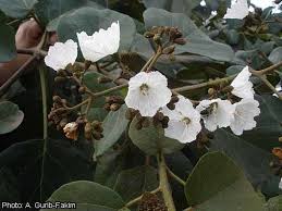 Image result for Cordia africana