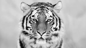 The best quality and size only with us! White Tiger Wallpaper Free Src Most Popular Baby Tiger Black And White 1920x1080 Download Hd Wallpaper Wallpapertip