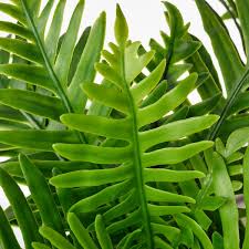 Terdapat bahagian pokok paku yang boleh diambil untuk dijadikan makanan. Fejka Tumbuhan Tiruan Berpasu Dalam Luar Pokok Paku Pakis Polypodium 9 Cm Ikea