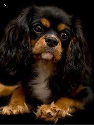King Cocker Spaniel Black And Brown Pin By Anna On Velcro Love Cavalier King Charles Spaniel Tricolor King Charles Dog Cavalier King Charles Dog