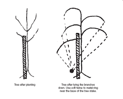 Cherry Tree Buyers Guide Chris Bowers And Sons