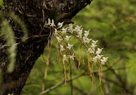 Image result for Aerangis verdickii