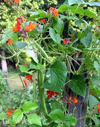 Maybe you would like to learn more about one of these? How To Grow Runner Beans