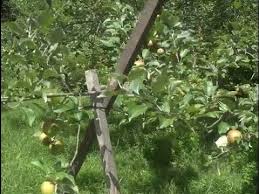 Check out our apple tree branches selection for the very best in unique or custom, handmade pieces from our shops. Propping Fruit Tree Limbs Youtube