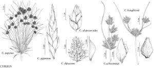 Image result for Cyperus alopecuroides