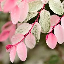 Image result for Breynia disticha