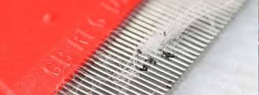 Cimex lectularius) verwechselt, aber es handelt sich um zwei unterschiedliche spezies. Flohe Bei Katzen Bekampfen Loswerden