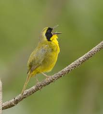 Birds Of The Bahamas Photos 32 Bahama Yellowthroat Geothlypis Rostrata Bahamas Birds At Swim Two Birds Beautiful Birds