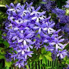 Maybe you would like to learn more about one of these? Buy Petrea Volubilis Purple Wreath Creeper Plant Online At Plantsguru Com