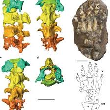 Image result for Corbichonia rubriviolacea