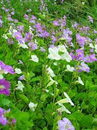 Image result for Asystasia vogeliana