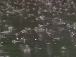 Savanții entomologi consideră că în natură există. Spectacol Unic Al Naturii Pe Raul Mures In Perioada Rusaliilor Video