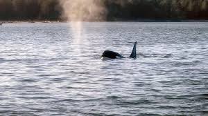 3 Dead Whales In 8 Days Wash Up On Oregon Coast, Expert Says This One  Likely 'Preyed Upon'