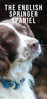 Wisconsin, west virginia finn beautiful english springer spaniel for stud. English Springer Spaniel Dog Breed Information Center