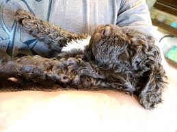 Our puppies grow up curious, happy and full of energy. Pin On Lagotto Breeders Rival Of This Ancient Breed