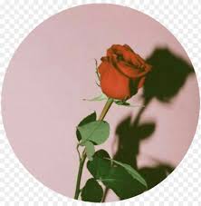 4 pack 32ft red flower garland rose flower banners artificial aesthetic flowers for wedding arch party garden craft room décor(red) 4.7 out of 5 stars 274 1 offer from $19.99 Rose Aesthetic Png Red Pink Circle Red Circle Aesthetic Png Image With Transparent Background Toppng