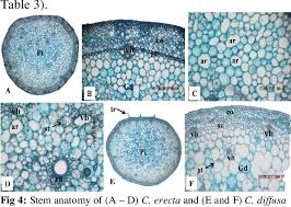 Image result for Aneilema lanceolatum